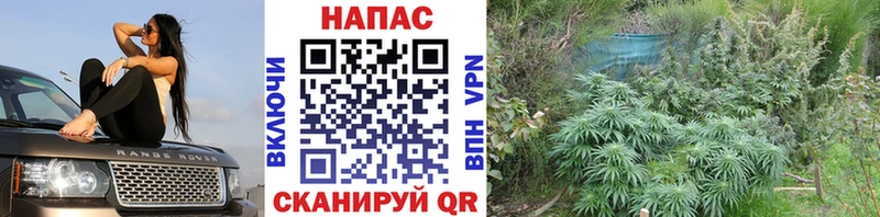 Шишки марихуана VHQ  Россошь 